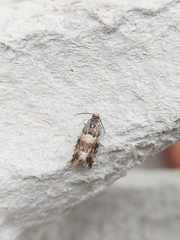 Lobesia abscisana