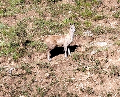 Moschus chrysogaster