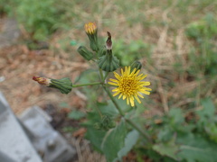 Sonchus oleraceus