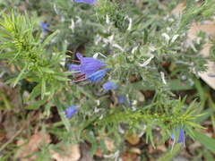 Echium vulgare