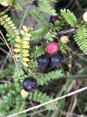 Osteomeles subrotunda
