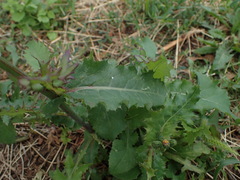 Sonchus oleraceus