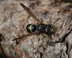 Odynerus spinipes