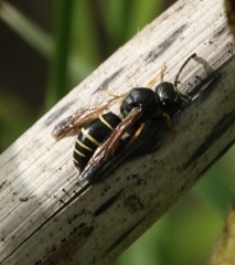 Odynerus spinipes