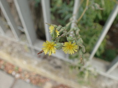 Lactuca serriola