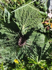 Phlomoides rotata