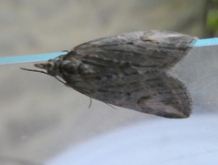 Chesias isabella