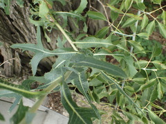 Lactuca serriola