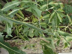Lactuca serriola