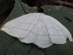 Ditrigona conflexaria