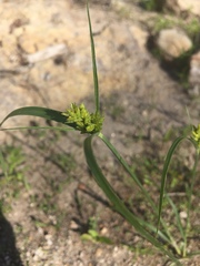 Cyperus fendlerianus