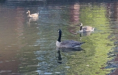 Branta canadensis