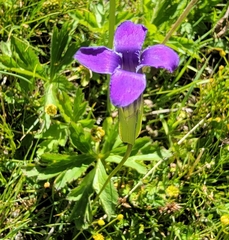 Gentianopsis barbata