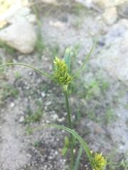 Cyperus fendlerianus