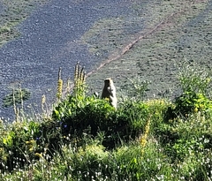 Marmota himalayana