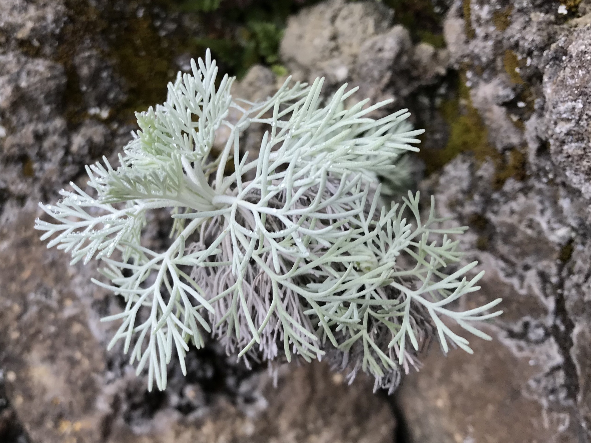 Artemisia mauiensis