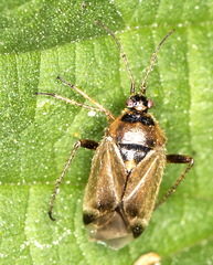 Harpocera