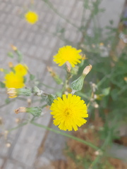 Sonchus
