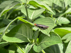 Oxyhaloa deusta