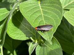 Oxyhaloa deusta