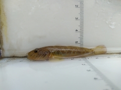 Rhinogobius similis