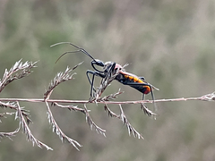 Rhynocoris segmentarius