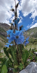 Meconopsis