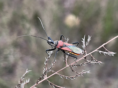 Rhynocoris segmentarius