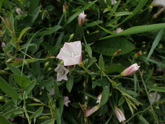 Convolvulus arvensis