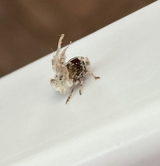 Ricania speculum