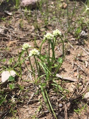 Cyperus seslerioides