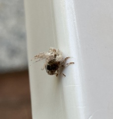 Ricania speculum