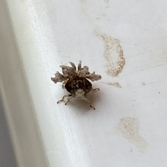 Ricania speculum