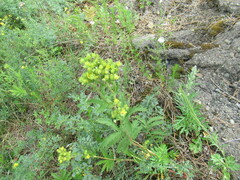 Potentilla longifolia