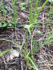 Cyperus seslerioides