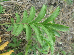 Potentilla longifolia