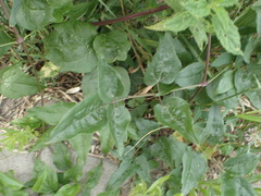 Clematis vitalba