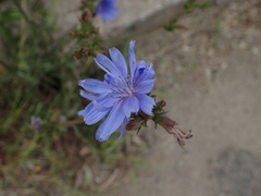Cichorium intybus