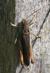 Stenobothrus rubicundulus