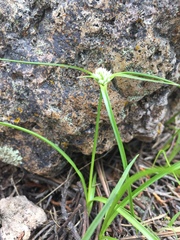 Cyperus seslerioides