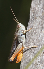 Stenobothrus rubicundulus