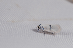 Comocritis albicapilla