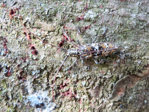 Balsam Fir Sawyer photo 2
