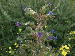 Echium vulgare