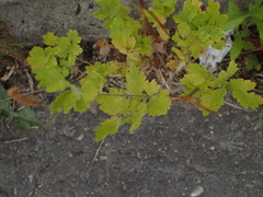 Chelidonium majus