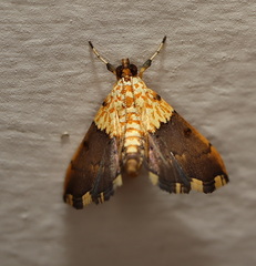 Agrotera basinotata