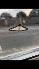 Cydalima