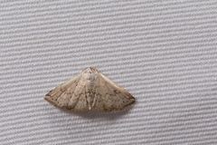 Eublemma terminimaculata