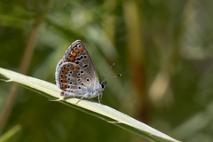 Aricia agestis