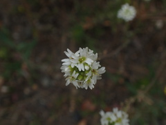 Berteroa incana